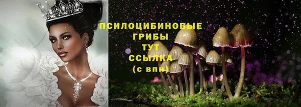 ПСИЛОЦИБИНОВЫЕ ГРИБЫ Медвежьегорск